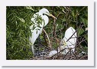 04b-036 * Great Egrets * Great Egrets