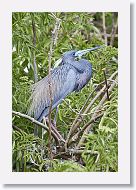 04b-037 * Tricolored Heron * Tricolored Heron