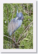 04b-038 * Tricolored Heron * Tricolored Heron