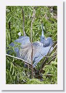 04b-039 * Tricolored Heron * Tricolored Heron