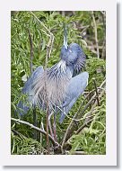 04b-040 * Tricolored Heron * Tricolored Heron