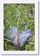 04b-041 * Tricolored Heron * Tricolored Heron