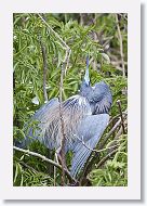 04b-042 * Tricolored Heron * Tricolored Heron