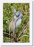 04b-043 * Tricolored Heron * Tricolored Heron