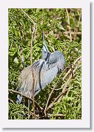 04b-044 * Tricolored Heron * Tricolored Heron