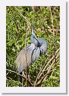 04b-045 * Tricolored Heron * Tricolored Heron