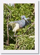 04b-046 * Tricolored Heron * Tricolored Heron