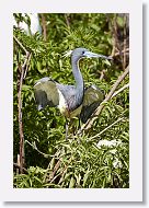 04b-047 * Tricolored Heron * Tricolored Heron