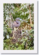 04b-048 * Tricolored Heron * Tricolored Heron