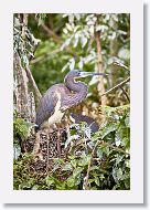 04b-049 * Tricolored Heron * Tricolored Heron