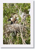 04b-050 * Anhingas * Anhingas