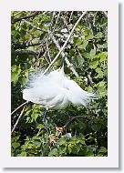 04b-051 * Snowy Egret * Snowy Egret