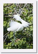 04b-052 * Snowy Egret * Snowy Egret