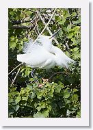 04b-053 * Snowy Egret * Snowy Egret