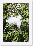 04b-054 * Snowy Egret * Snowy Egret