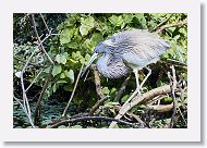 04b-055 * Tricolored Heron * Tricolored Heron