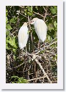 04b-056 * Cattle Egrets * Cattle Egrets