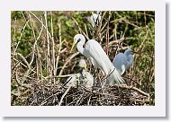 04b-057 * Great Egrets * Great Egrets