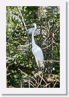 04b-058 * Great Egret * Great Egret