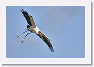 04b-060 * Woodstork * Woodstork