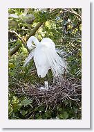 04b-062 * Great Egrets * Great Egrets