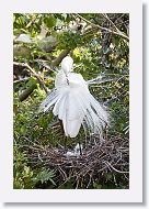 04b-063 * Great Egrets * Great Egrets