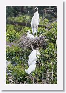 04b-064 * Woodstorks with Snowy Egret * Woodstorks with Snowy Egret