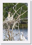 04b-066 * Anhingas with Great Egret * Anhingas with Great Egret