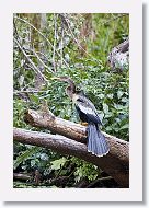 04b-070 * Anhinga, female * Anhinga, female