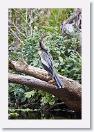 04b-071 * Anhinga, female * Anhinga, female