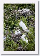 04b-072 * Great Egrets * Great Egrets