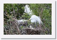 04b-073 * Great Egrets * Great Egrets