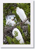 04b-074 * Great Egrets * Great Egrets