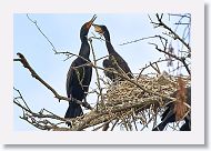 04b-075 * Cormorants * Cormorants