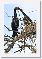 04b-077 * Cormorants * Cormorants