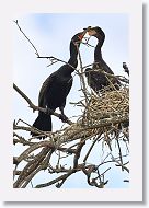 04b-078 * Cormorants * Cormorants