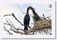 04b-079 * Cormorants * Cormorants