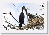 04b-080 * Cormorants * Cormorants