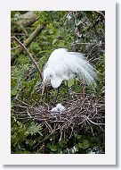 04b-082 * Great Egrets * Great Egrets