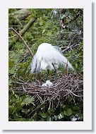 04b-083 * Great Egrets * Great Egrets