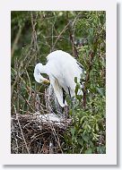 04b-084 * Great Egrets * Great Egrets