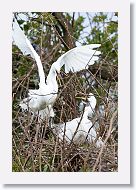 04b-085 * Great Egrets * Great Egrets