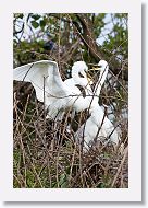 04b-086 * Great Egrets * Great Egrets