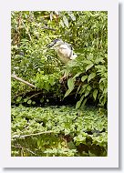 04b-087 * Black-crowned Night Heron * Black-crowned Night Heron