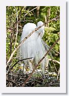 04b-088 * Great Egrets * Great Egrets