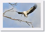 04b-089 * Woodstork * Woodstork