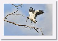 04b-090 * Woodstork * Woodstork