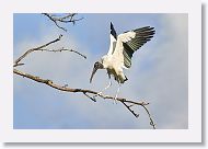 04b-091 * Woodstork * Woodstork