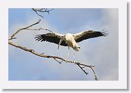 04b-092 * Woodstork * Woodstork