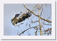 04b-093 * Woodstork * Woodstork